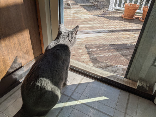 George, my gray cat, gazing out the screen door on a beautiful spring day.